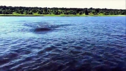 Ataques de Animais Selvagens Incríveis Vídeo.