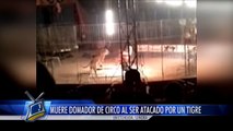 Muere domador de circo al ser atacado por tigre en Etchojoa