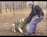 Kaukázusi juhászkutya teszt
