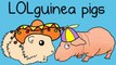 Monohybrids and the Punnett Square Guinea Pigs