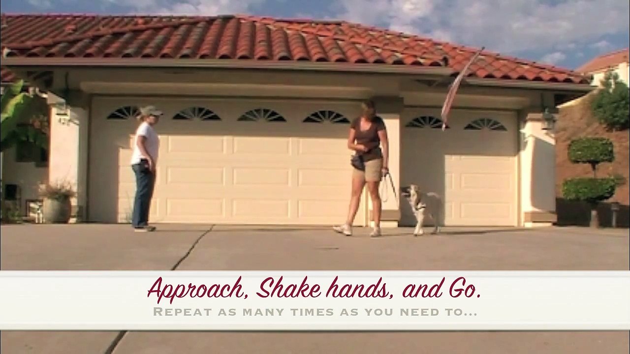 CGC-Reaction to another dog #8