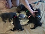 Cane Corso - Sovrana Cane Corso - Mocha pups eating 3.5 weeks old
