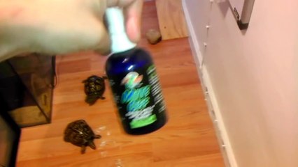 First Feeding Video: Eastern Box Turtles