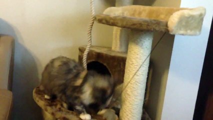 5 months maine coon luna playing :))