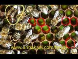 Ali Türk arısı, arıcılık videosu