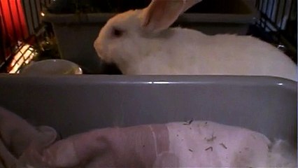 Baby Bunnies, video at 1 day old, also 10 days old