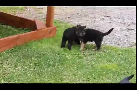 German Shepherd Puppies For Sale