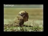 Coruja de Toca na terra dos cães da Pradaria  BadLans, Dacota do sul, USA