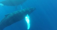 Humpback Whales 'Dance' Together