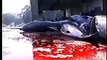FISH - PETA Vegan (Omega 3 Flax Oil) Scubadive Dolphins Whale Wars Sea Shepherd Cove BP Oil Spill