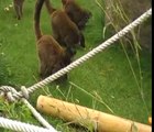 Enriquecimiento ambiental de lemures/Environmental enrichment of lemurs