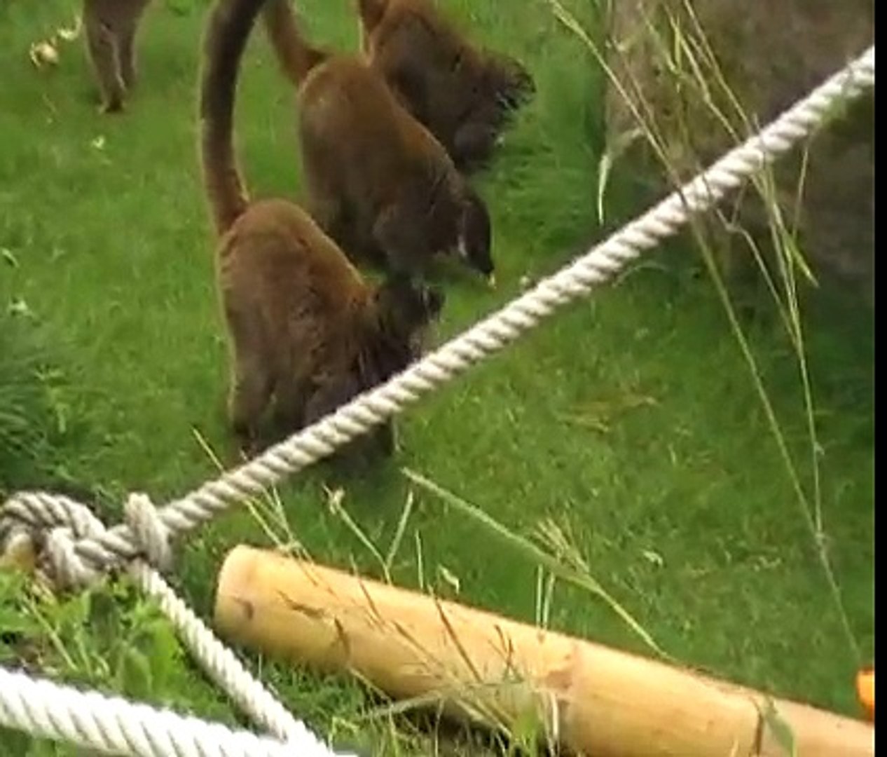 Enriquecimiento ambiental de lemures/Environmental enrichment of lemurs