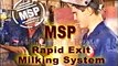 Dairy Parlor - MSP Rapid Exit Milking System.