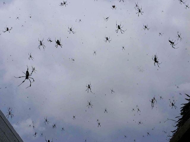 Spider season in Australia (found on r/NatureIsFuckingLit) : r/InclusiveOr