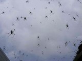 Its raining spiders! Spider rain phenomenon explained (HD)