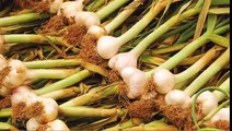 Garlic Shallots & Onions 250909