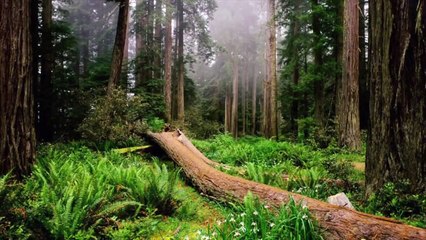 Carbon Cycle And You!