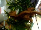 Crested Gecko Care Video