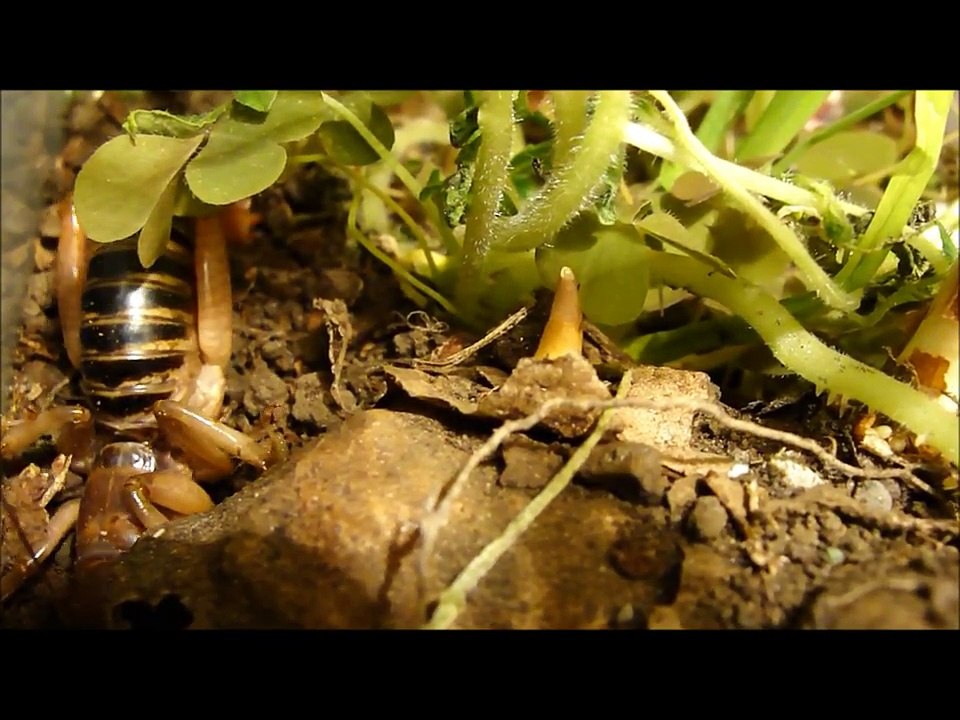 Potato Bug