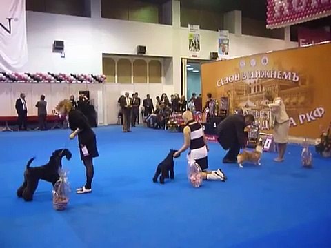 выставка собак г.Нижний Новгород