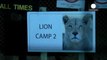 American tourist killed in lion attack at South Africa park -