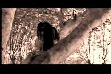 Evanescence - Field of Innocence