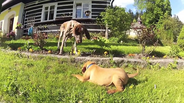 Hungarian vizsla puppies CocoLotte kennel