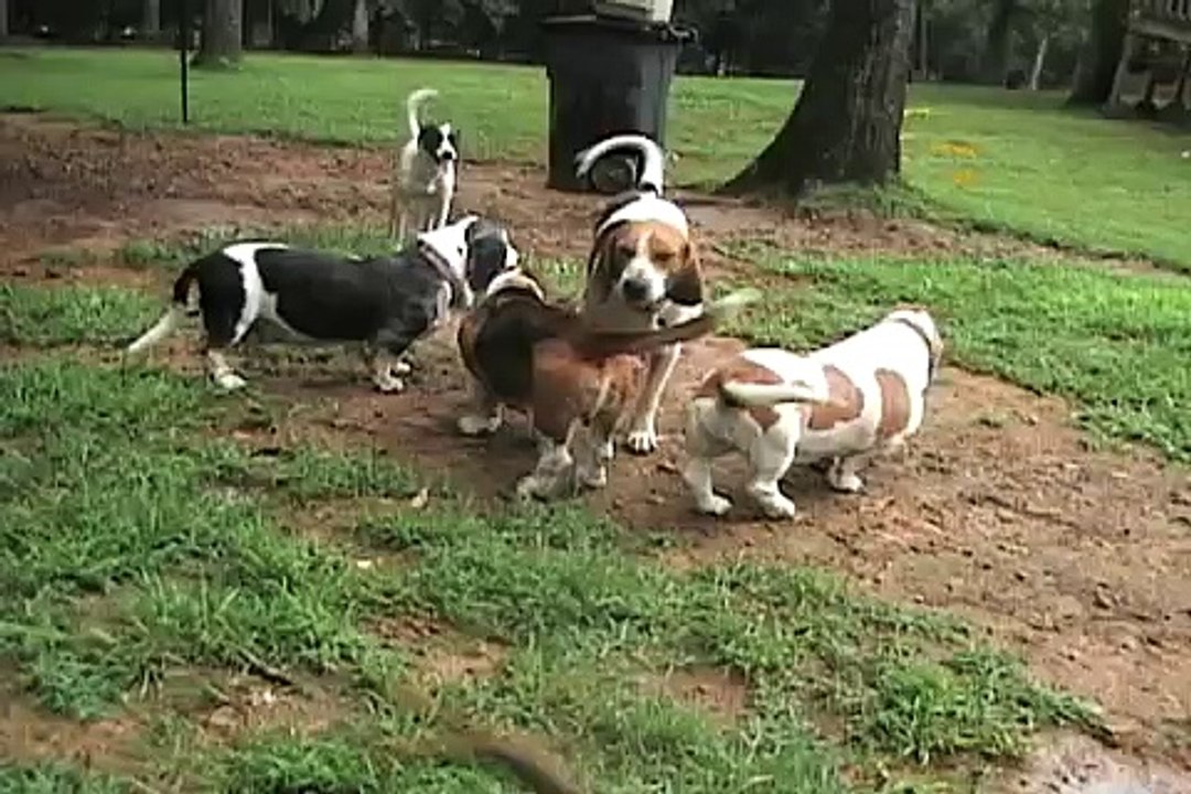 Seven Basset Shuffle