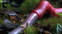 Monster leech swallows giant worm - Wonders of the Monsoon Episode 4