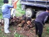 Palm oil