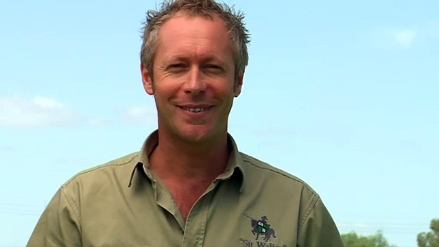 Sir Walter Lawn Seed Heads| Lawn Care Video Tips