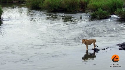 Crocodile Attacks a Male Lion - Latest Wildlife Sightings