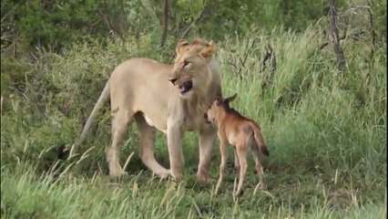 Lion saves a baby calf from another lion attack