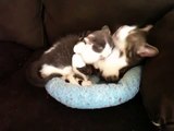 Cat hugs and cleans kitten...too cute for words!!
