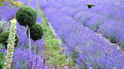 Medical Benefits Of Lavender - Urvashi Gandhi
