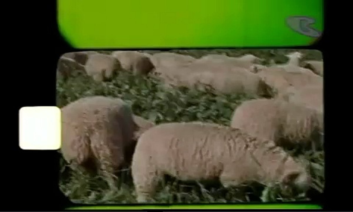 Sheep In The BIg City