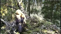 Lesser Spotted Eagles Take Over Black Stork Nest in Estonia