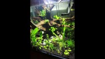 Amazing 3D Aquarium Background Aquascape Freshwater Tank inside Tank Custom Rock
