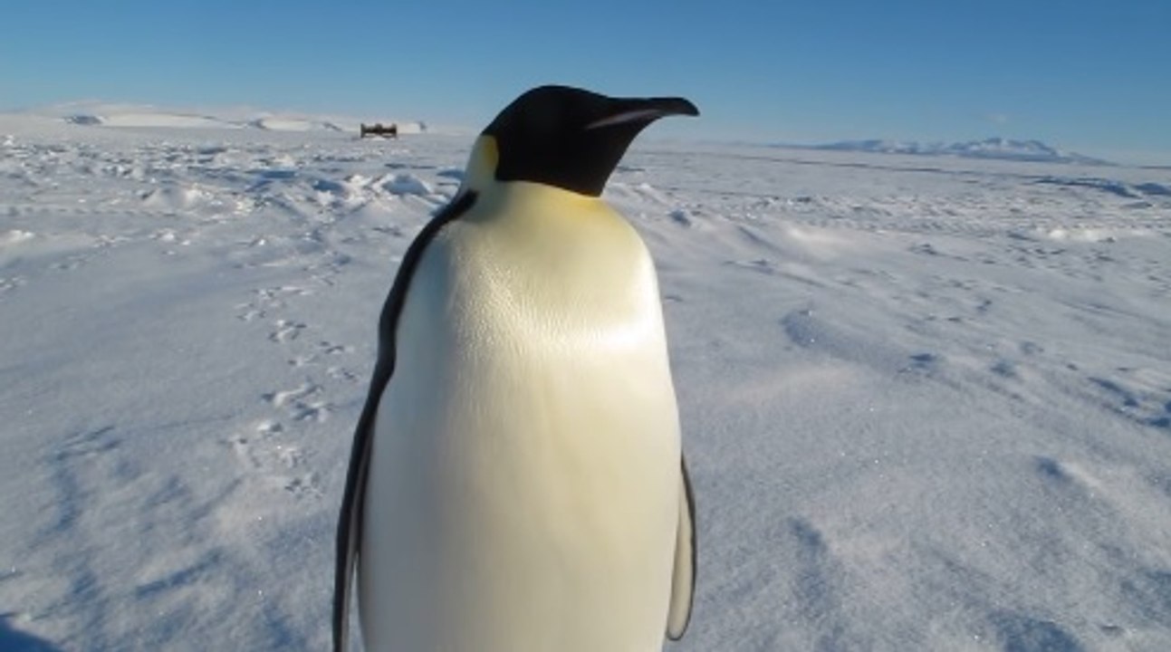 Meraklı İmparator Penguen