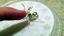 Tough guy mantis tries to scare me!