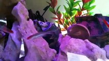 RummyNose tetra and Neon tetra fish for Fresh Water Aquarium