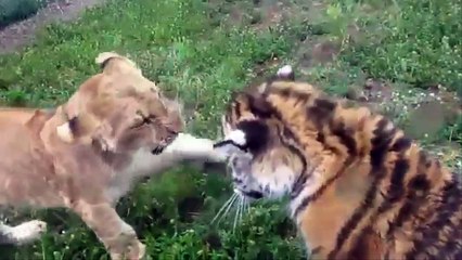 HOT Battle Animal - Lion vs Tiger Face Off I Full Real Attack