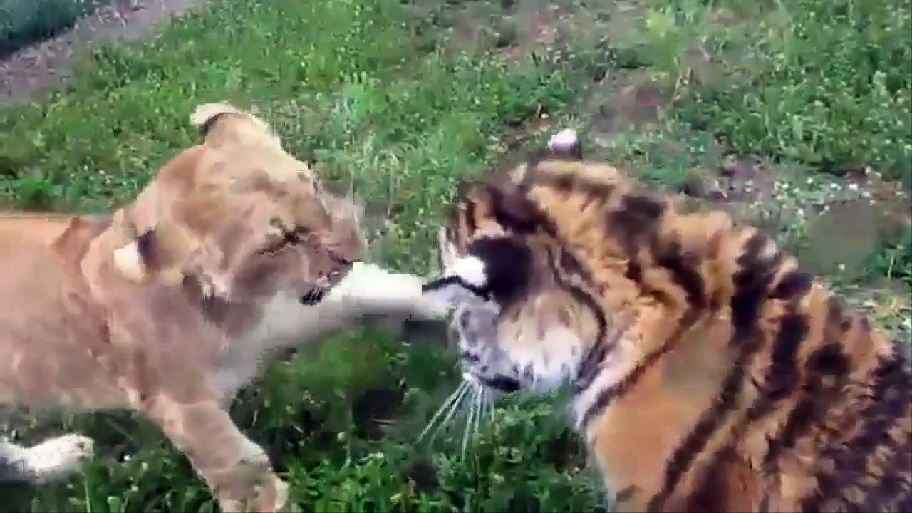 HOT Battle Animal - Lion vs Tiger Face Off I Full Real Attack