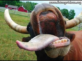 la vaca lechera