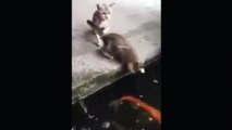 Revenge of the Fish: Pike Fish drags cat (kitten) into pond