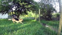 GSD jumps a fence slow motion