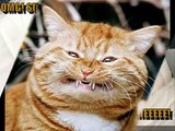 104 Śmieszne koty i kocięta / 104 Funny cats & cats