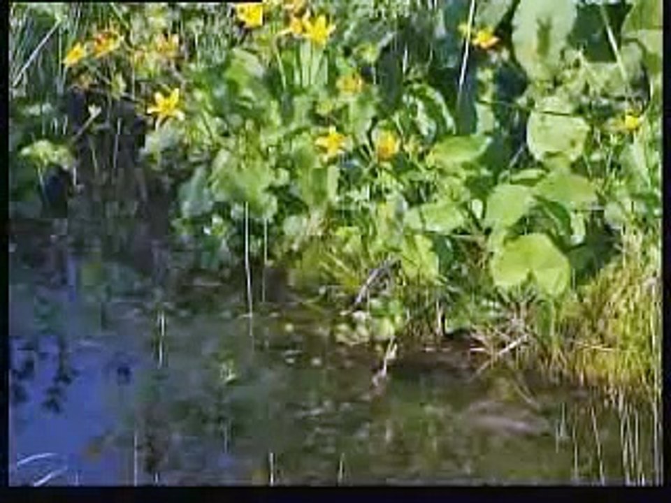 Stara planina, Babin zub - Zavod za zaštitu prirode Srbije