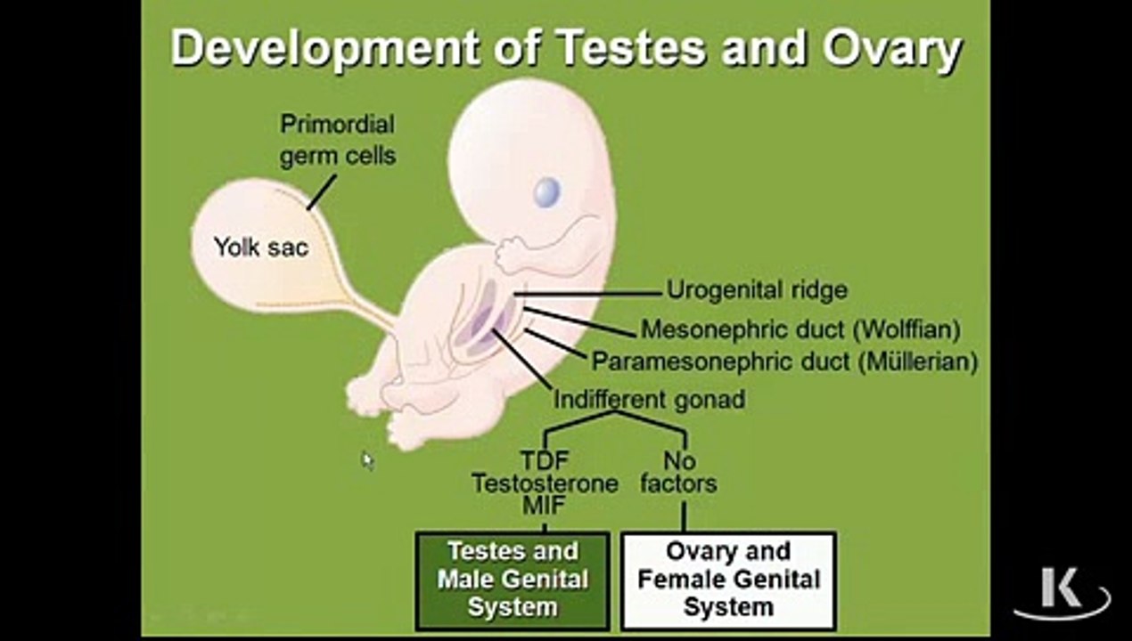 Testies Ovaries