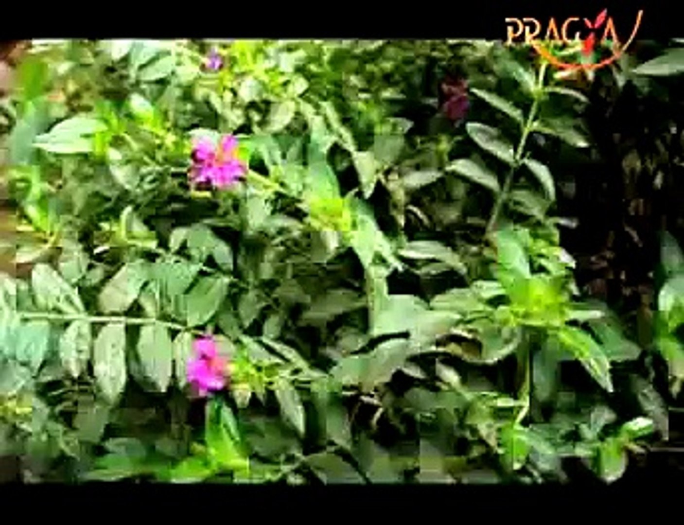 nolvadex illegal canada